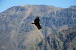 Un condor