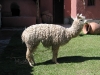 052_cuzco_lama
