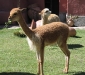 054_cuzco_vicunia
