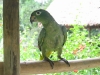 102_jungle_perroquet